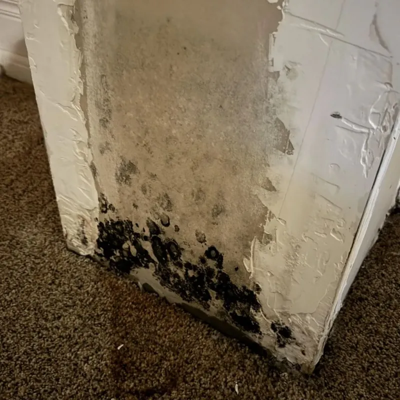 Professional Mold Removal in Temperance, MI